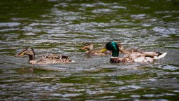 la famille colvert